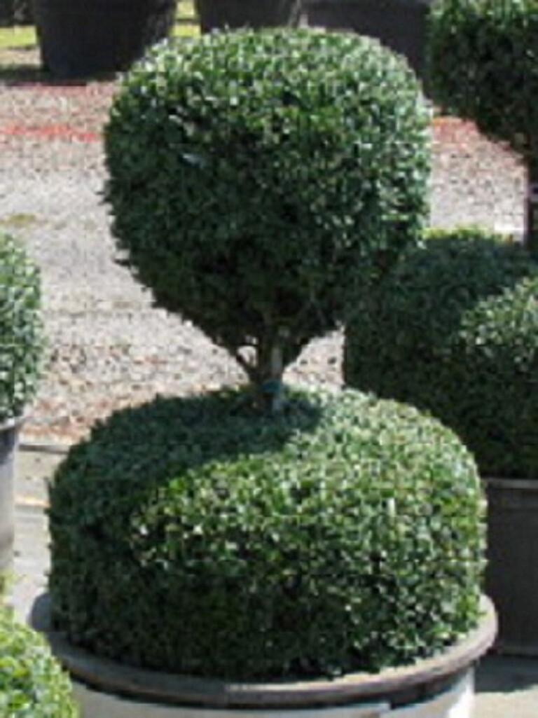 Buxus Sempervirens 2 Ball - View 2 from www redcrocus com