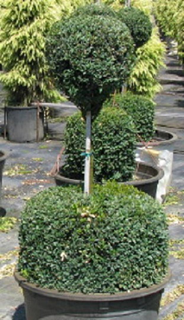 Buxus Sempervirens 2 Ball - View 4 from www redcrocus com