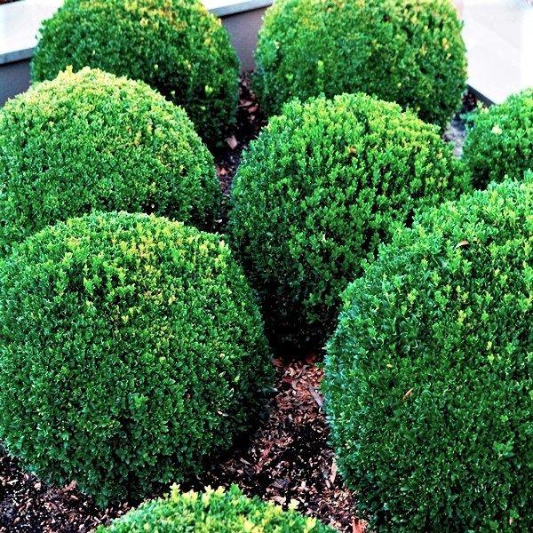 Buxus Sempervirens 2 Ball - View 5 from www redcrocus com