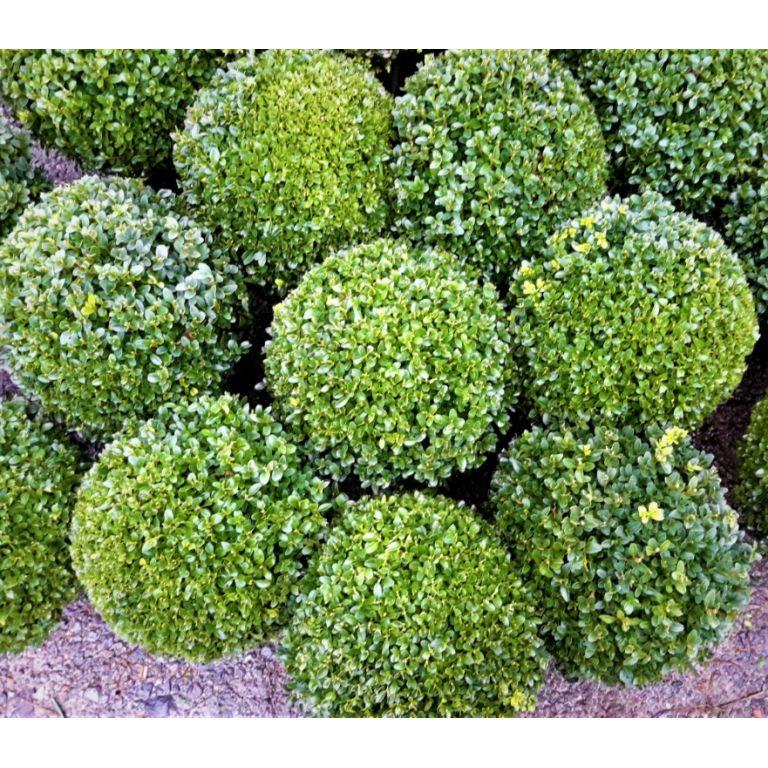 Buxus Sempervirens 2 Ball - View 6 from www redcrocus com
