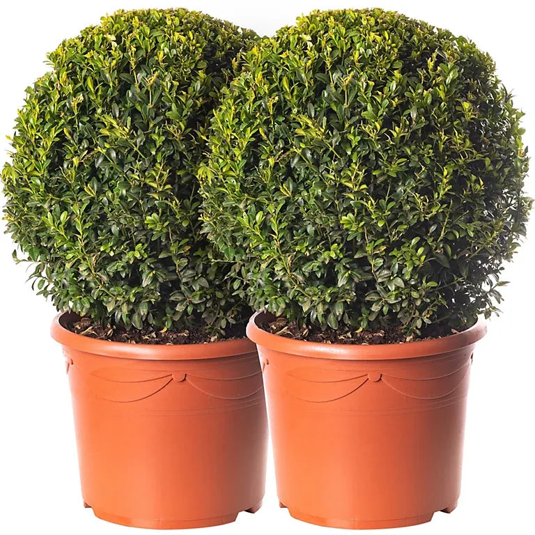Buxus Sempervirens 2 Ball - View 7 from www redcrocus com