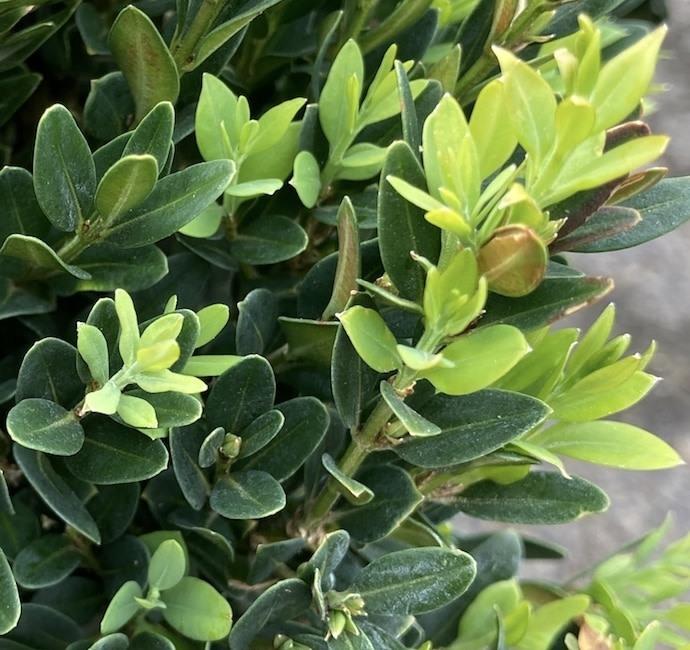 Buxus Insularis Justin Brouwers - View 11 from www redcrocus com