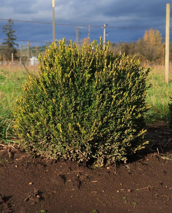 Buxus Insularis Justin Brouwers - View 12 from www redcrocus com