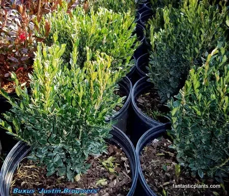 Buxus Insularis Justin Brouwers - View 14 from www redcrocus com