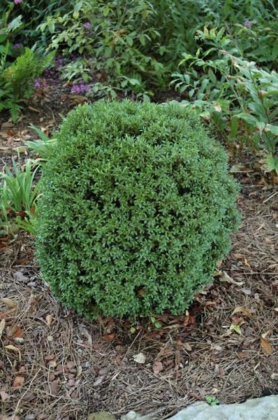 Buxus Insularis Justin Brouwers - View 15 from www redcrocus com