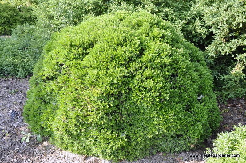 Buxus Insularis Justin Brouwers - View 1 from www redcrocus com