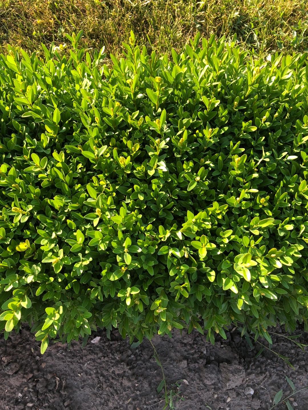 Buxus Insularis Justin Brouwers - View 2 from www redcrocus com
