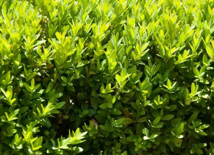 Buxus Insularis Justin Brouwers - View 3 from www redcrocus com