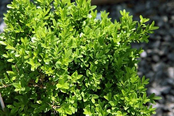 Buxus Insularis Justin Brouwers - View 3 from www redcrocus com