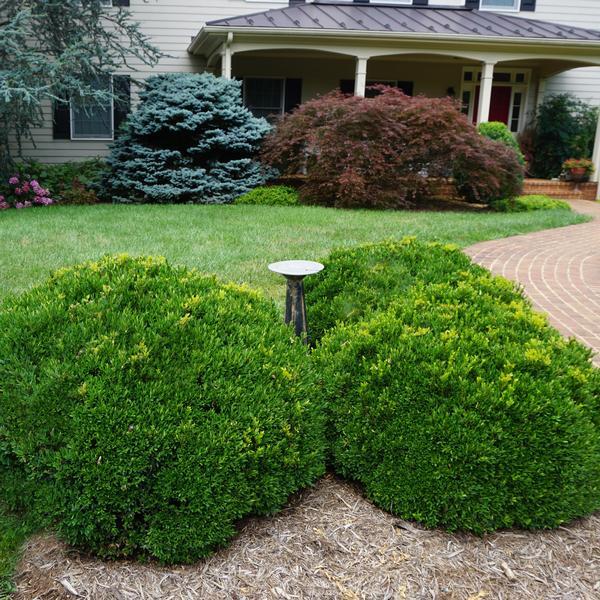 Buxus Insularis Justin Brouwers - View 4 from www redcrocus com