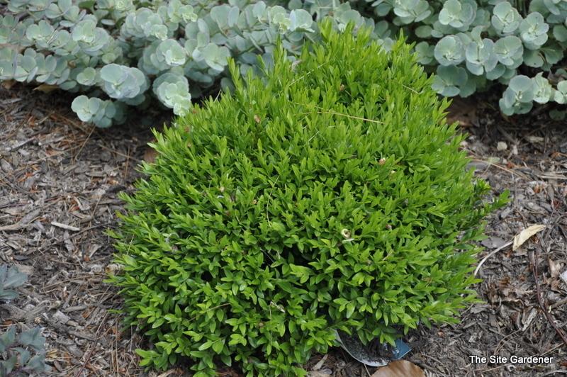 Buxus Insularis Justin Brouwers - View 5 from www redcrocus com