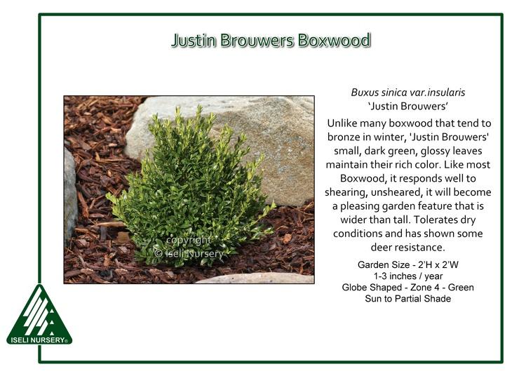 Buxus Insularis Justin Brouwers - View 6 from www redcrocus com