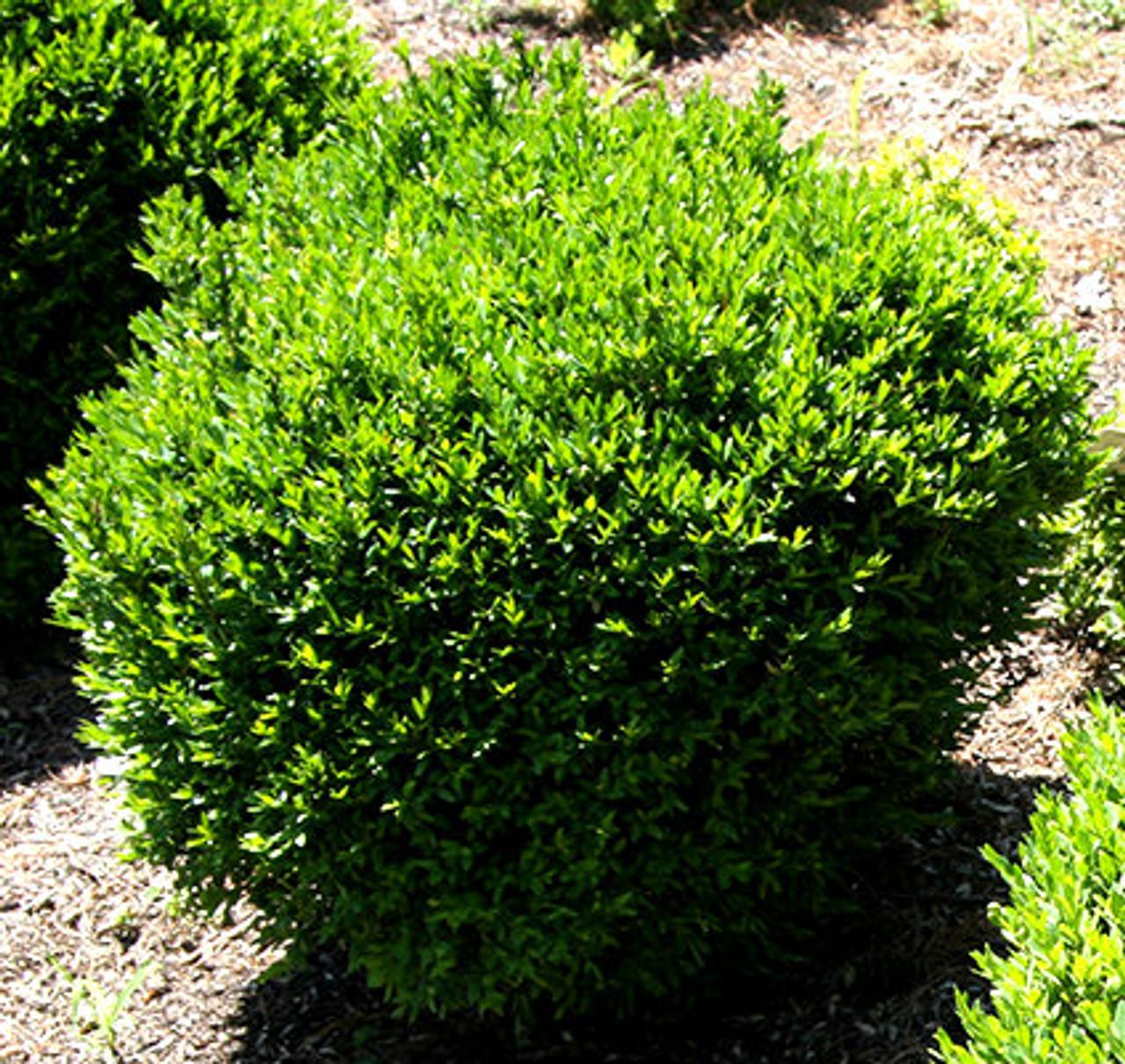 Buxus Insularis Justin Brouwers - View 8 from www redcrocus com