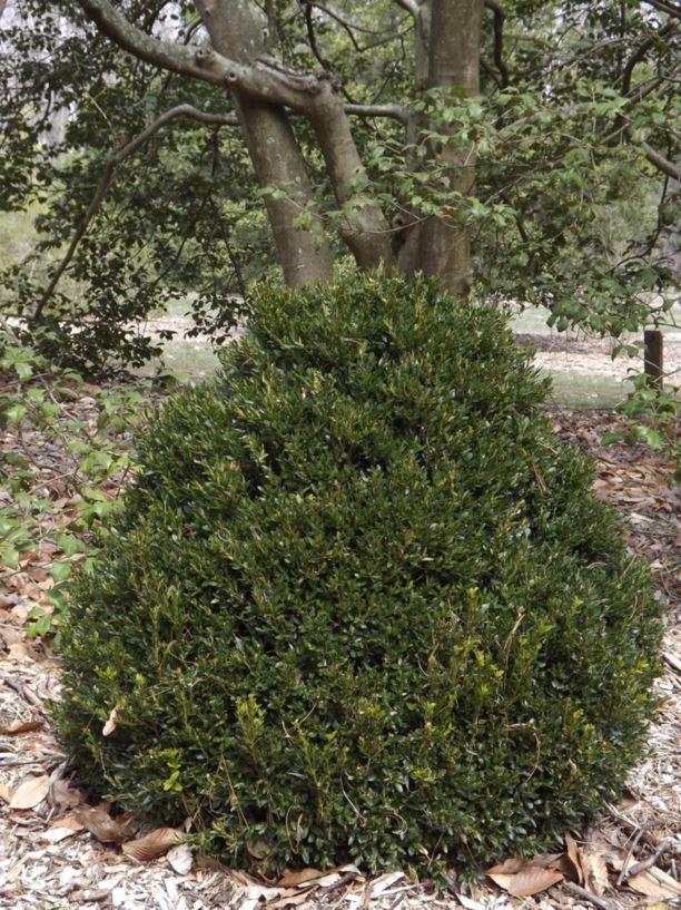 Buxus Insularis Justin Brouwers - View 9 from www redcrocus com