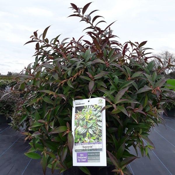 Leucothoe Axillaris Rejoyce - View 10 from www redcrocus com