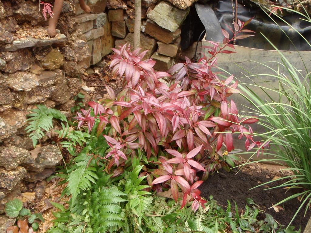 Leucothoe Axillaris Rejoyce - View 11 from www redcrocus com