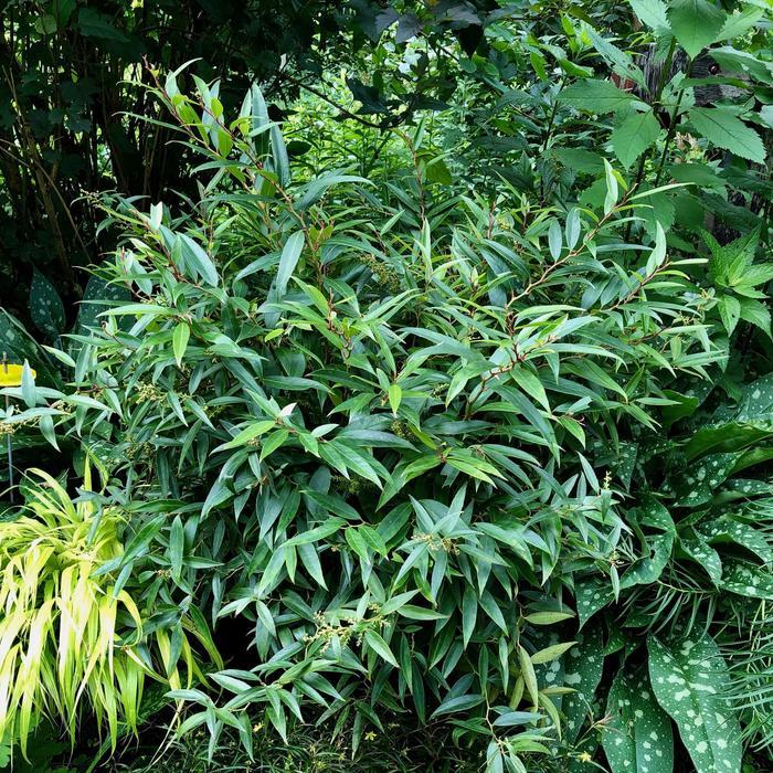 Leucothoe Axillaris Rejoyce - View 13 from www redcrocus com