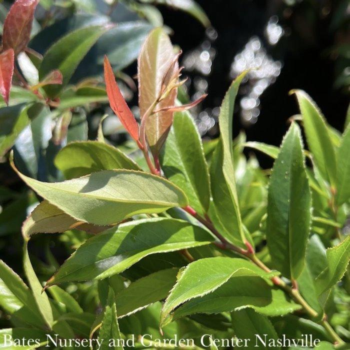 Leucothoe Axillaris Rejoyce - View 16 from www redcrocus com