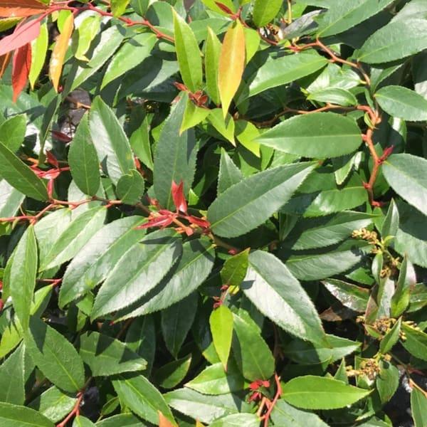 Leucothoe Axillaris Rejoyce - View 17 from www redcrocus com