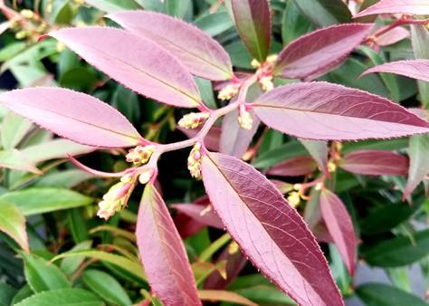 Leucothoe Axillaris Rejoyce - View 19 from www redcrocus com