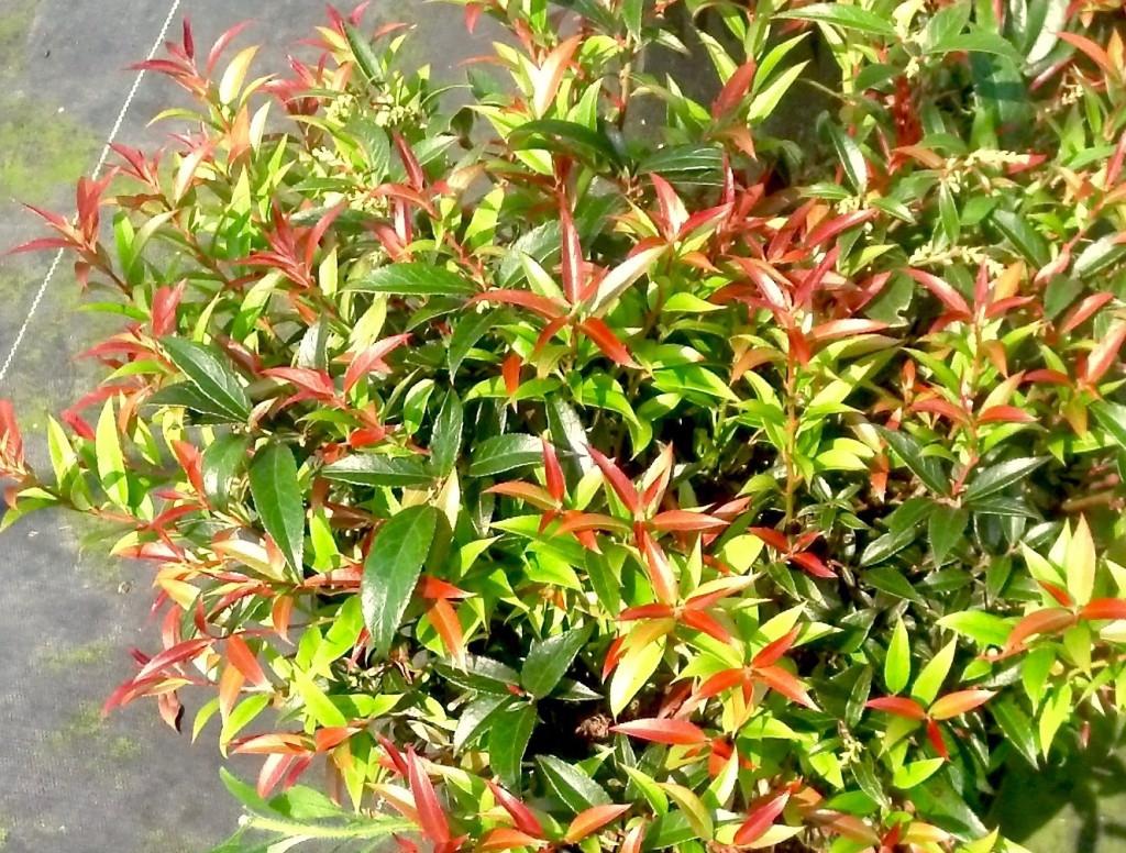 Leucothoe Axillaris Rejoyce - View 2 from www redcrocus com
