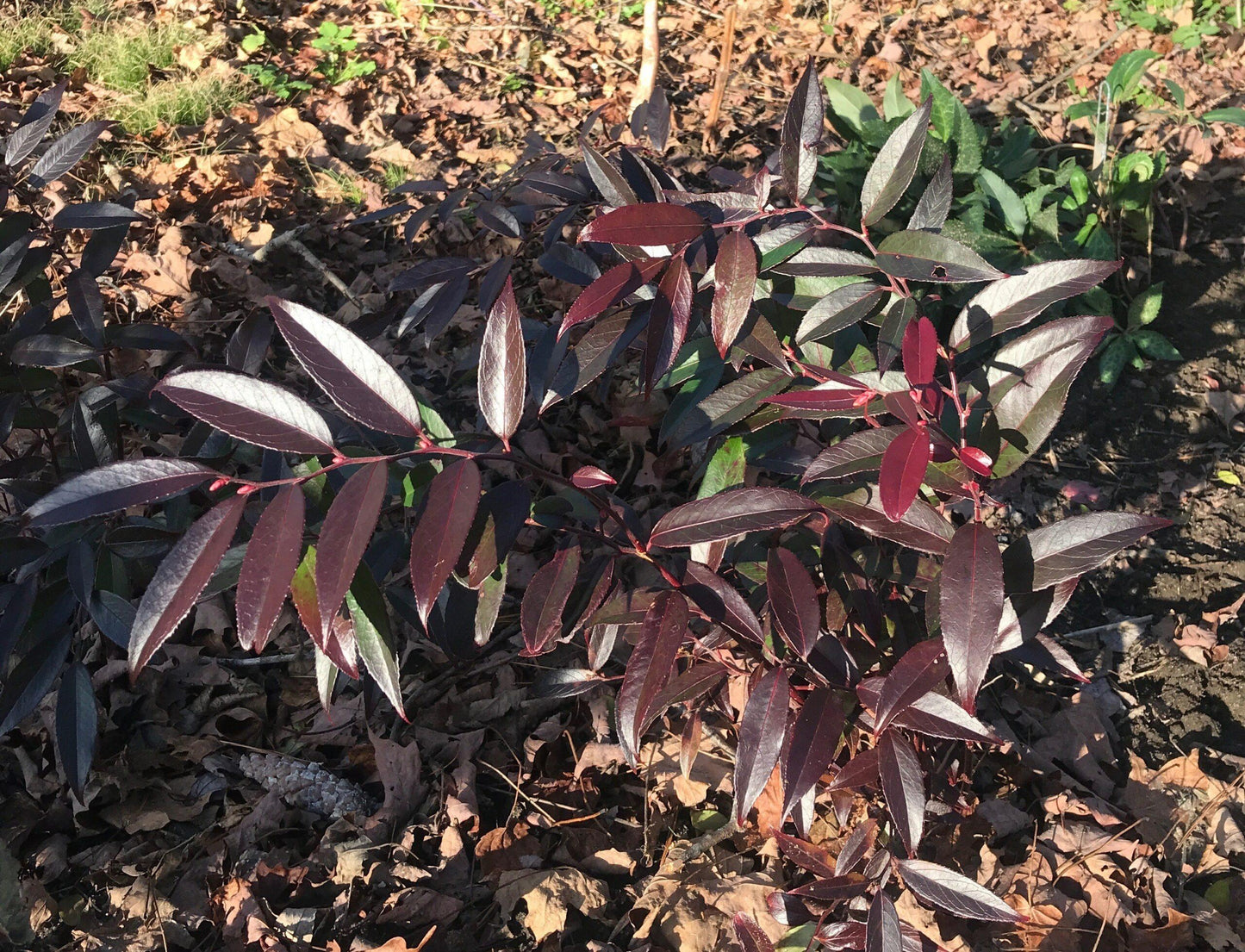 Leucothoe Axillaris Rejoyce - View 3 from www redcrocus com