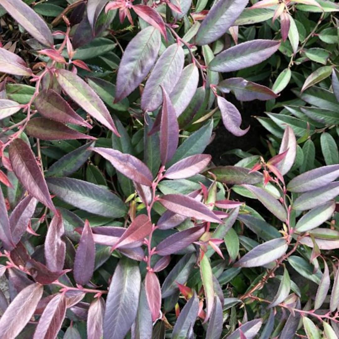 Leucothoe Axillaris Rejoyce - View 4 from www redcrocus com