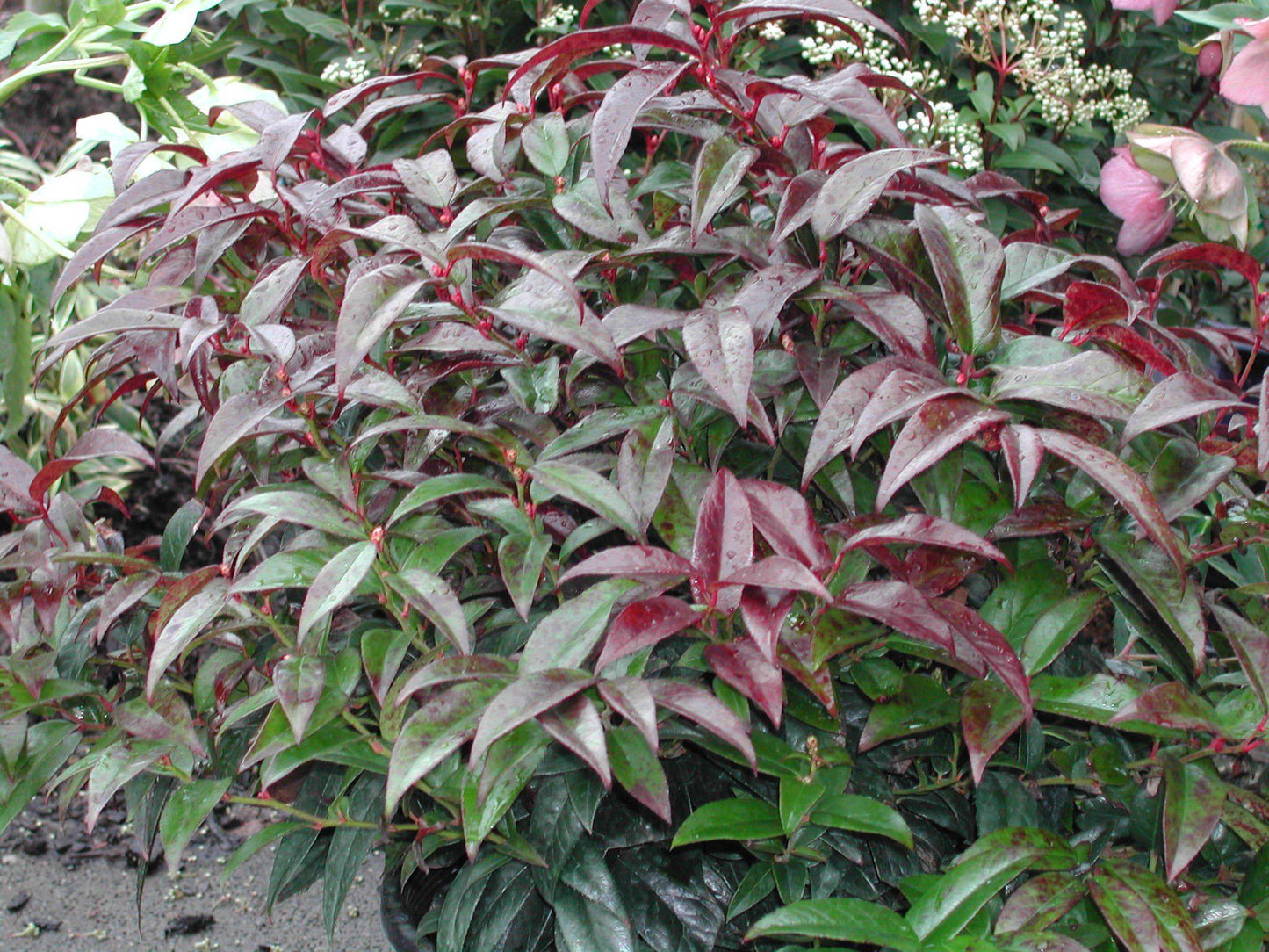 Leucothoe Axillaris Rejoyce - View 6 from www redcrocus com