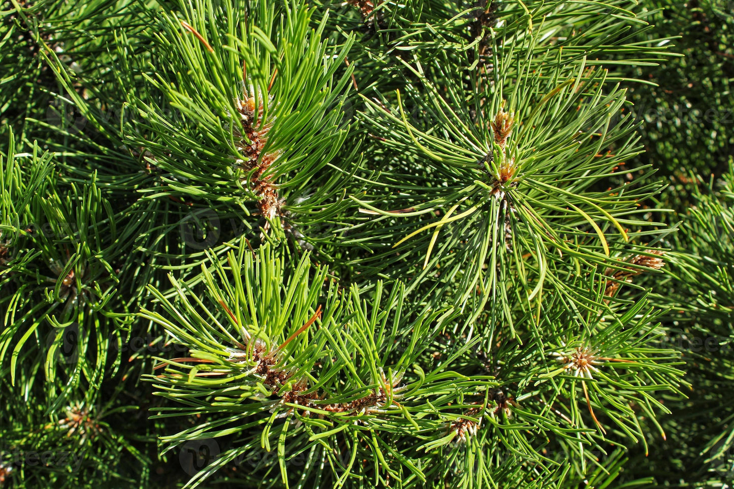 Pinus Mugo Pumilio Tree Form - View 12 from www redcrocus com