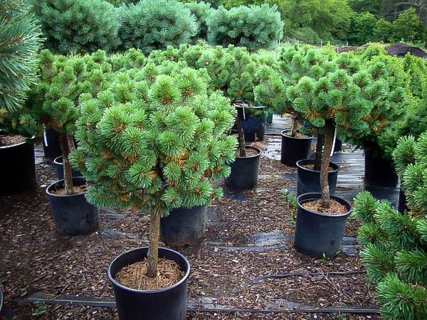 Pinus Mugo Pumilio Tree Form - View 14 from www redcrocus com