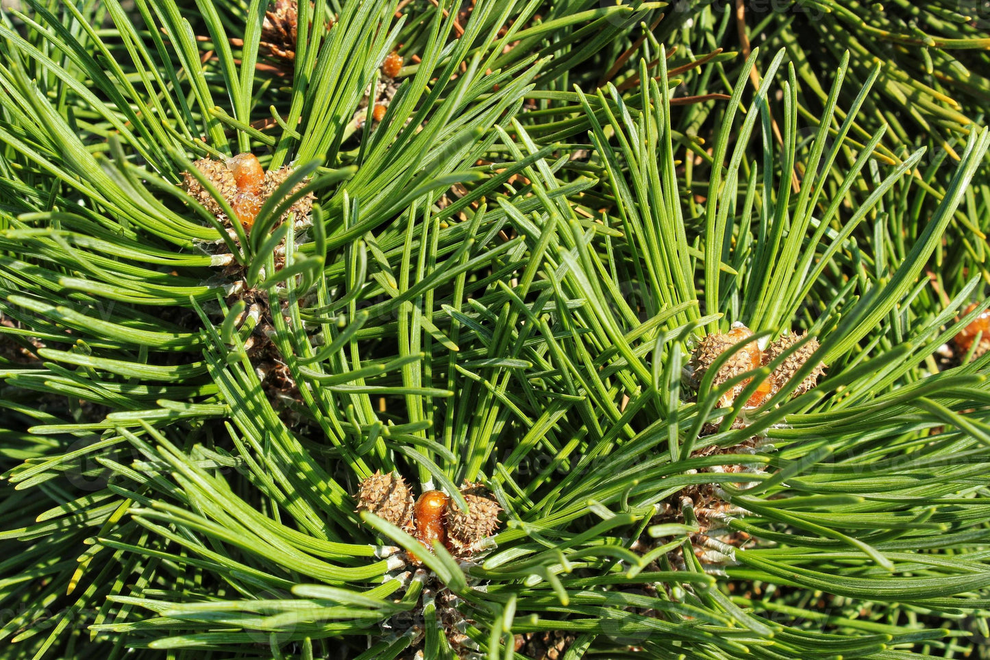 Pinus Mugo Pumilio Tree Form - View 17 from www redcrocus com