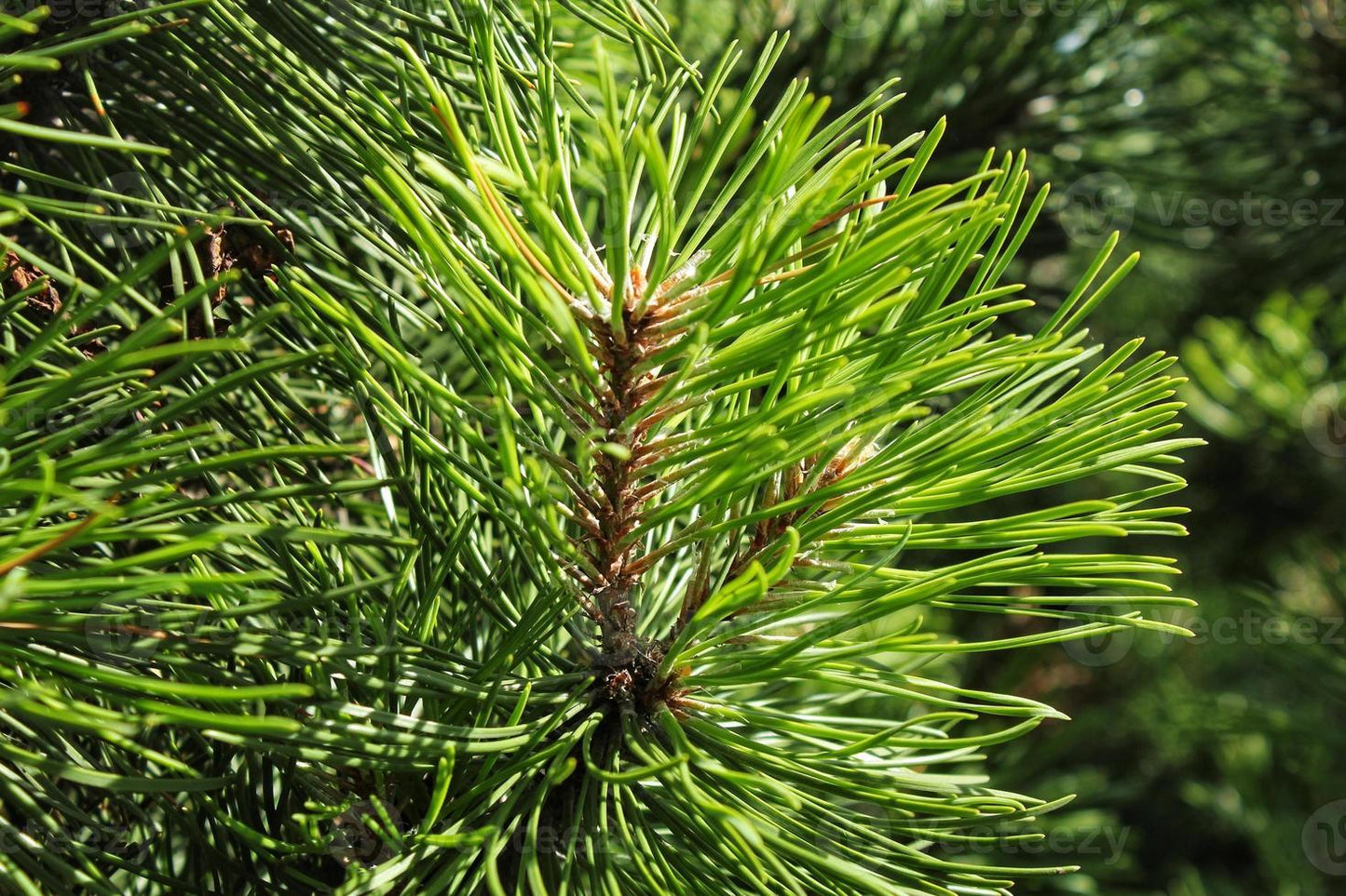 Pinus Mugo Pumilio Tree Form - View 18 from www redcrocus com