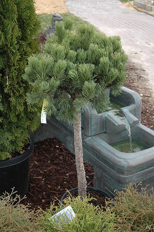 Pinus Mugo Pumilio Tree Form - View 1 from www redcrocus com