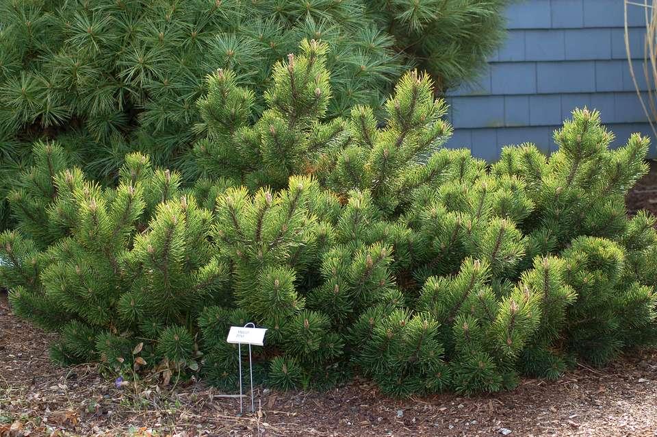 Pinus Mugo Pumilio Tree Form - View 20 from www redcrocus com