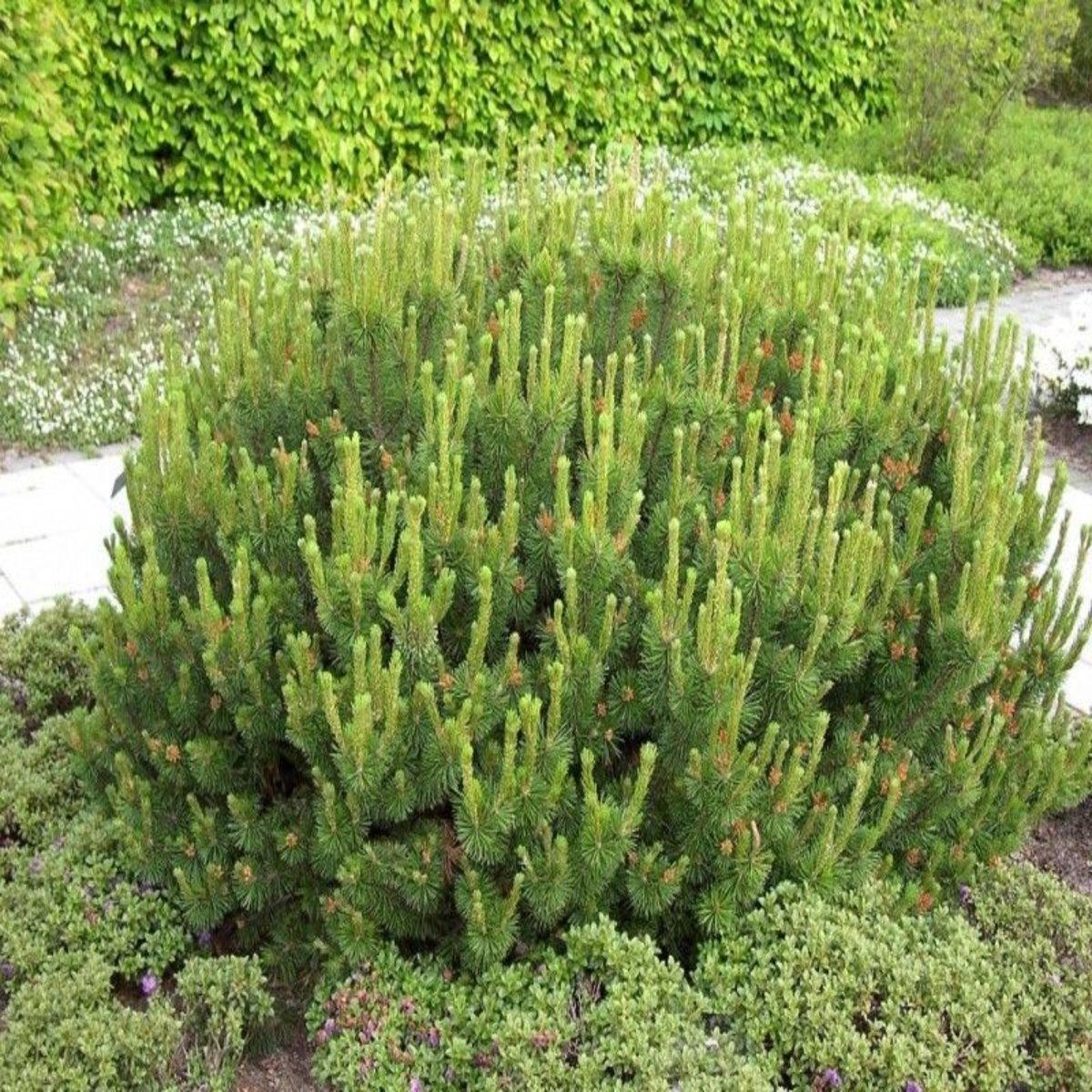 Pinus Mugo Pumilio Tree Form - View 2 from www redcrocus com