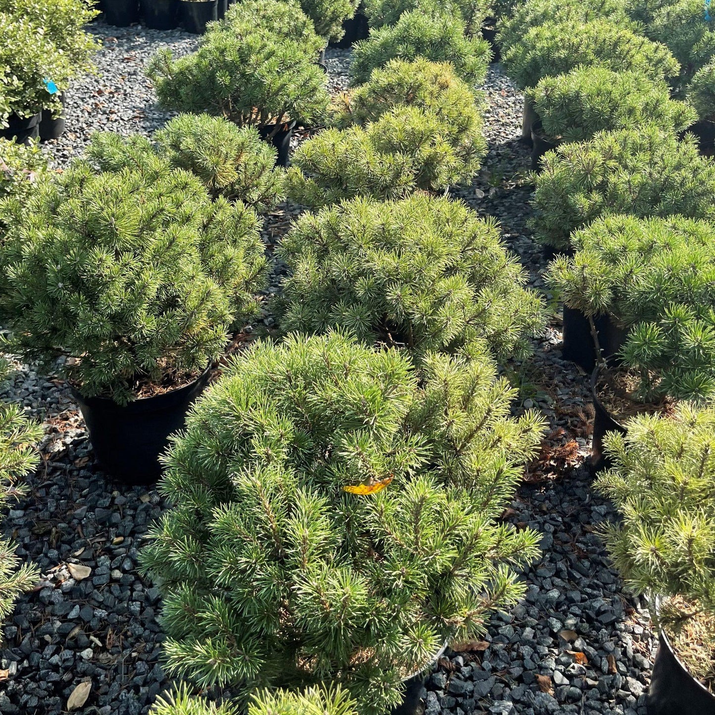 Pinus Mugo Pumilio Tree Form - View 6 from www redcrocus com