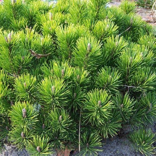 Pinus Mugo Pumilio Tree Form - View 9 from www redcrocus com