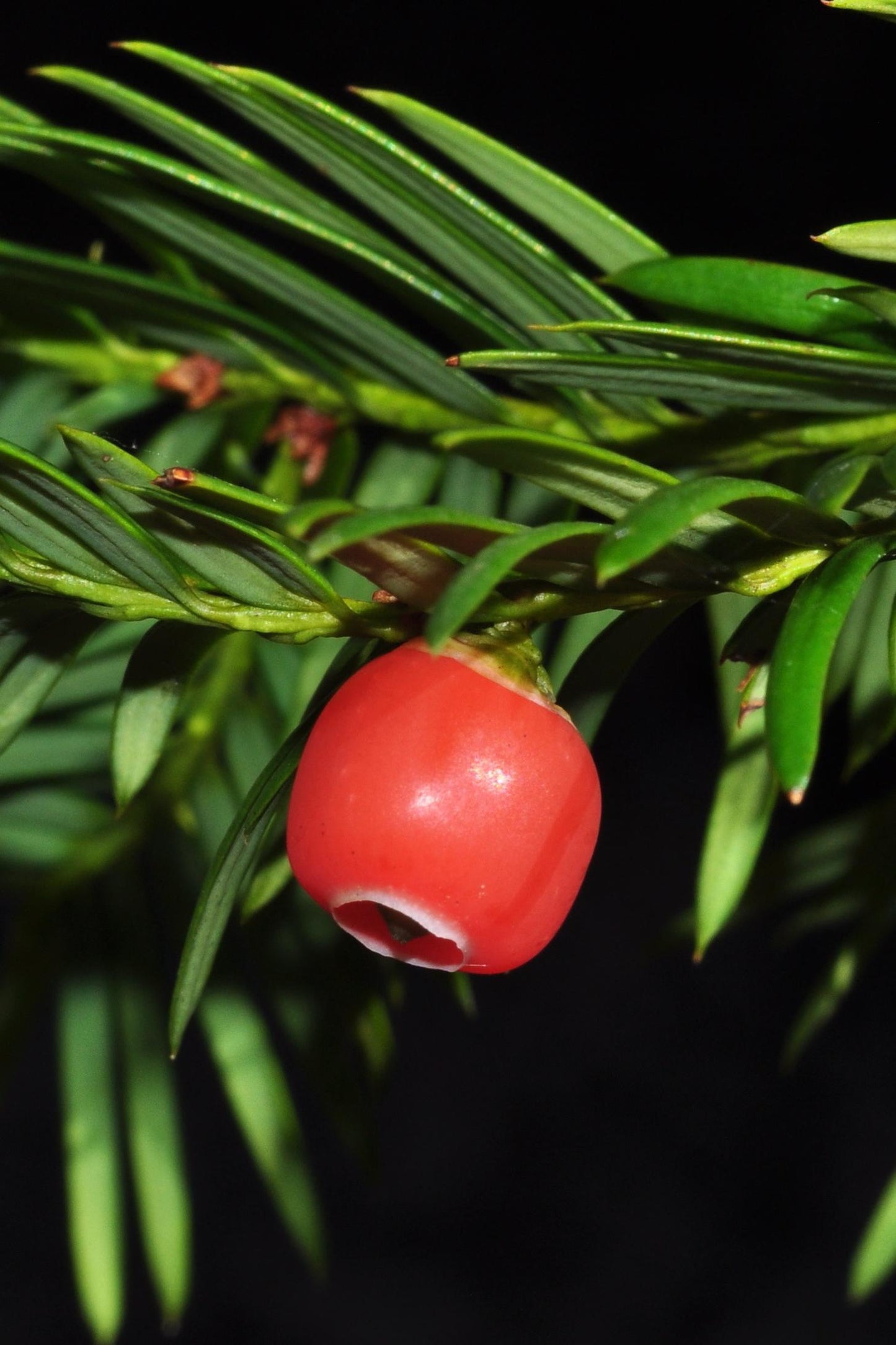 Taxus Cuspidata Globosa - View 10 from www redcrocus com