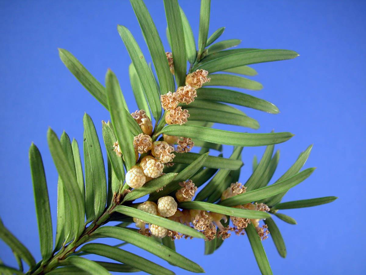 Taxus Cuspidata Globosa - View 11 from www redcrocus com