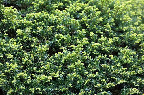Taxus Cuspidata Globosa - View 13 from www redcrocus com