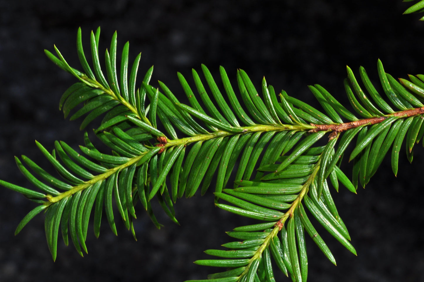 Taxus Cuspidata Globosa - View 14 from www redcrocus com