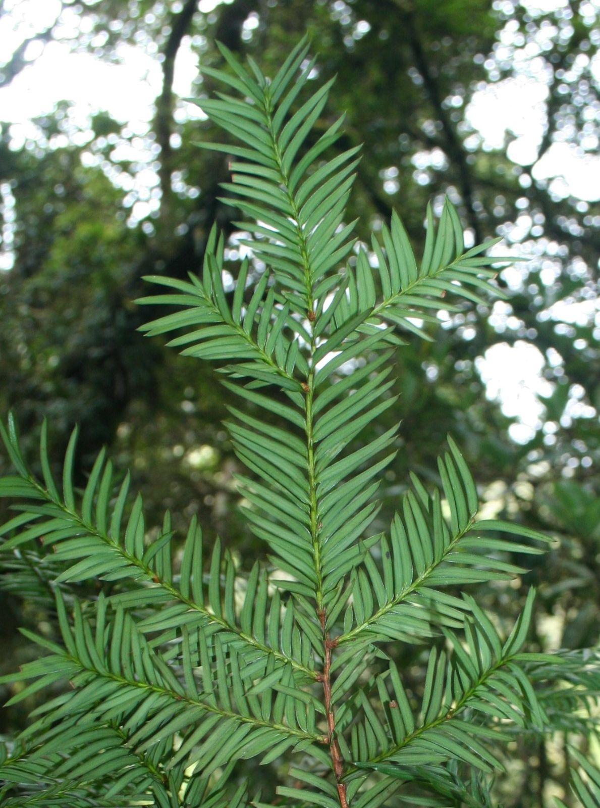 Taxus Cuspidata Globosa - View 15 from www redcrocus com