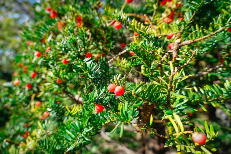 Taxus Cuspidata Globosa - View 1 from www redcrocus com