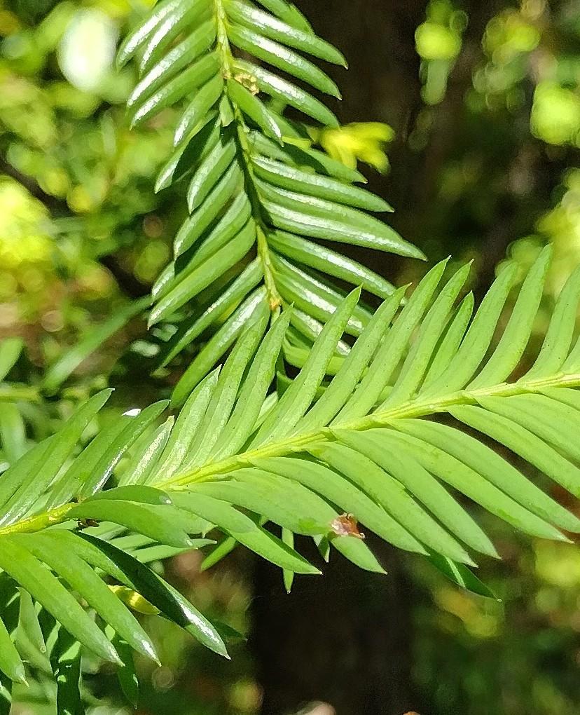 Taxus Cuspidata Globosa - View 2 from www redcrocus com