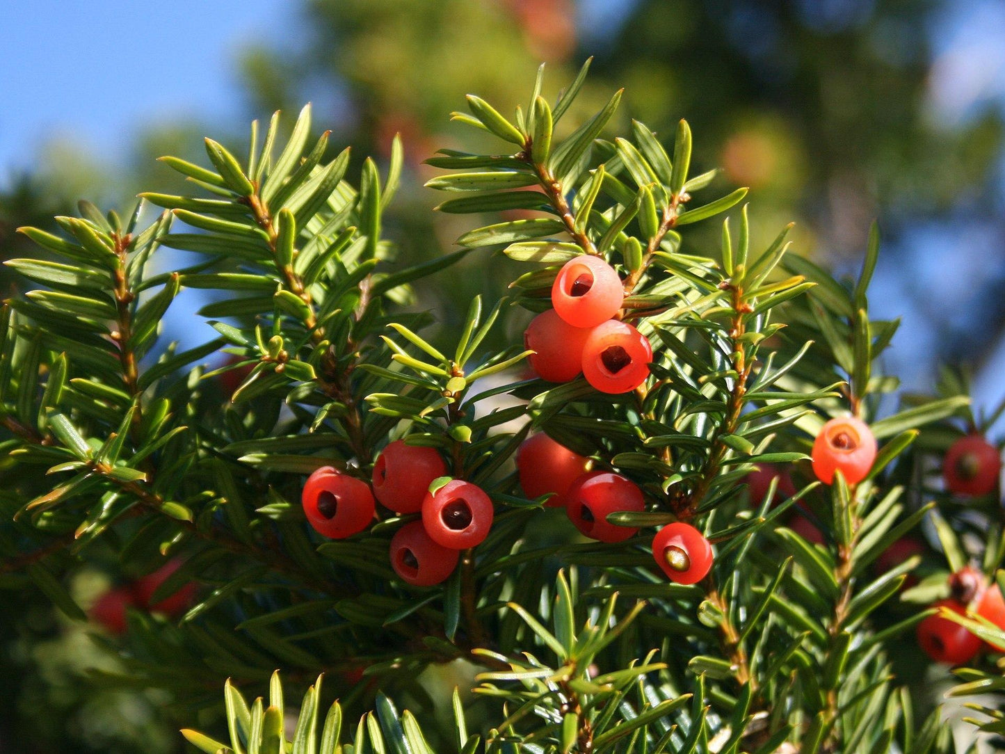 Taxus Cuspidata Globosa - View 3 from www redcrocus com