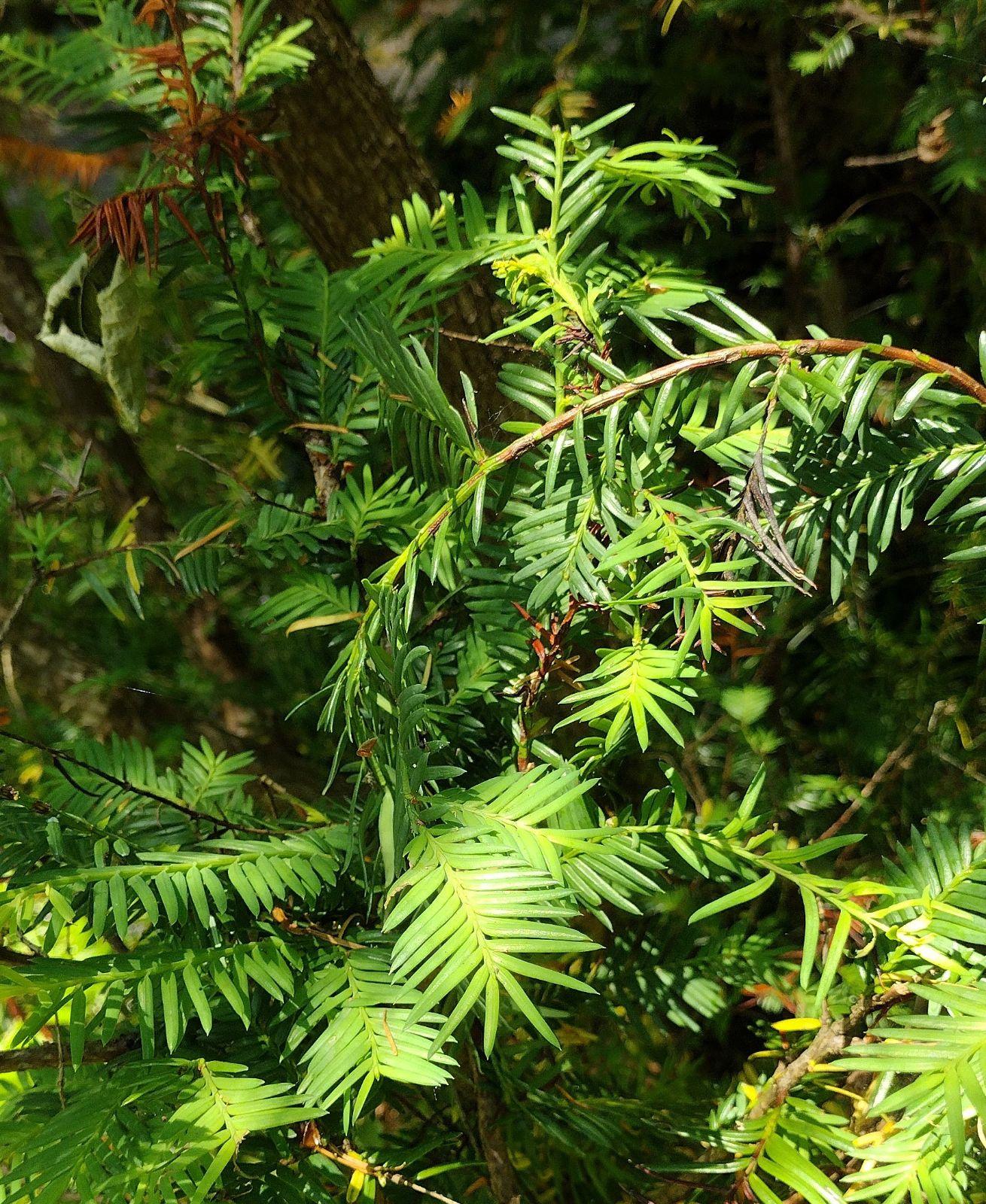 Taxus Cuspidata Globosa - View 4 from www redcrocus com