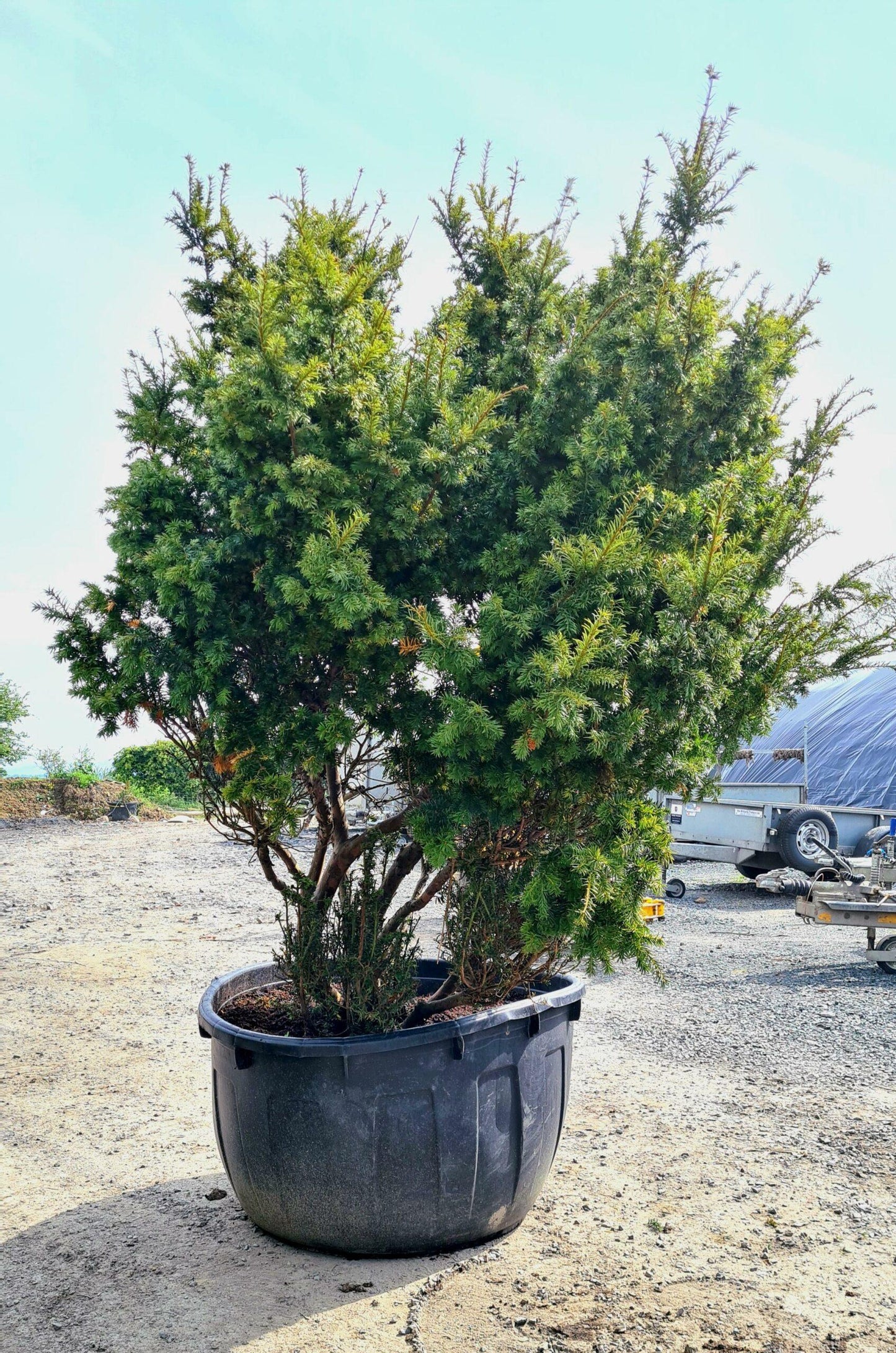 Taxus Cuspidata Globosa - View 6 from www redcrocus com
