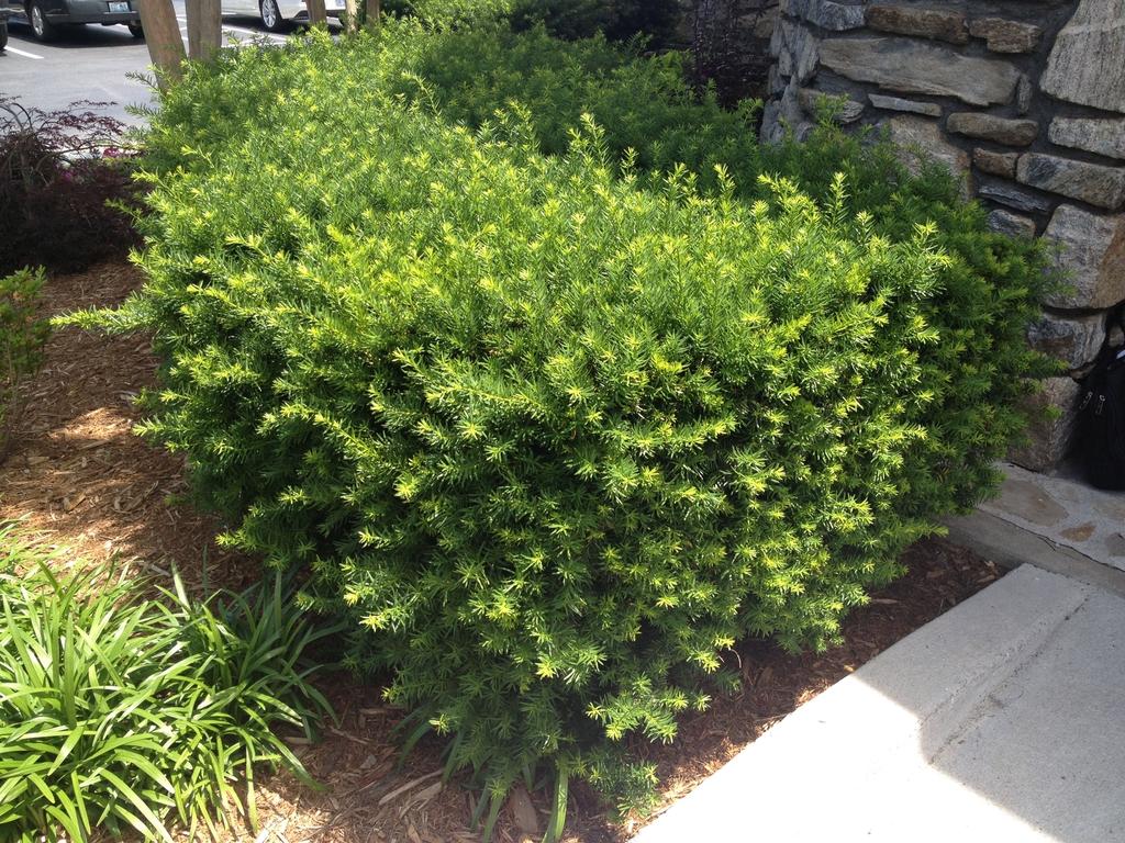 Taxus Cuspidata Globosa - View 7 from www redcrocus com