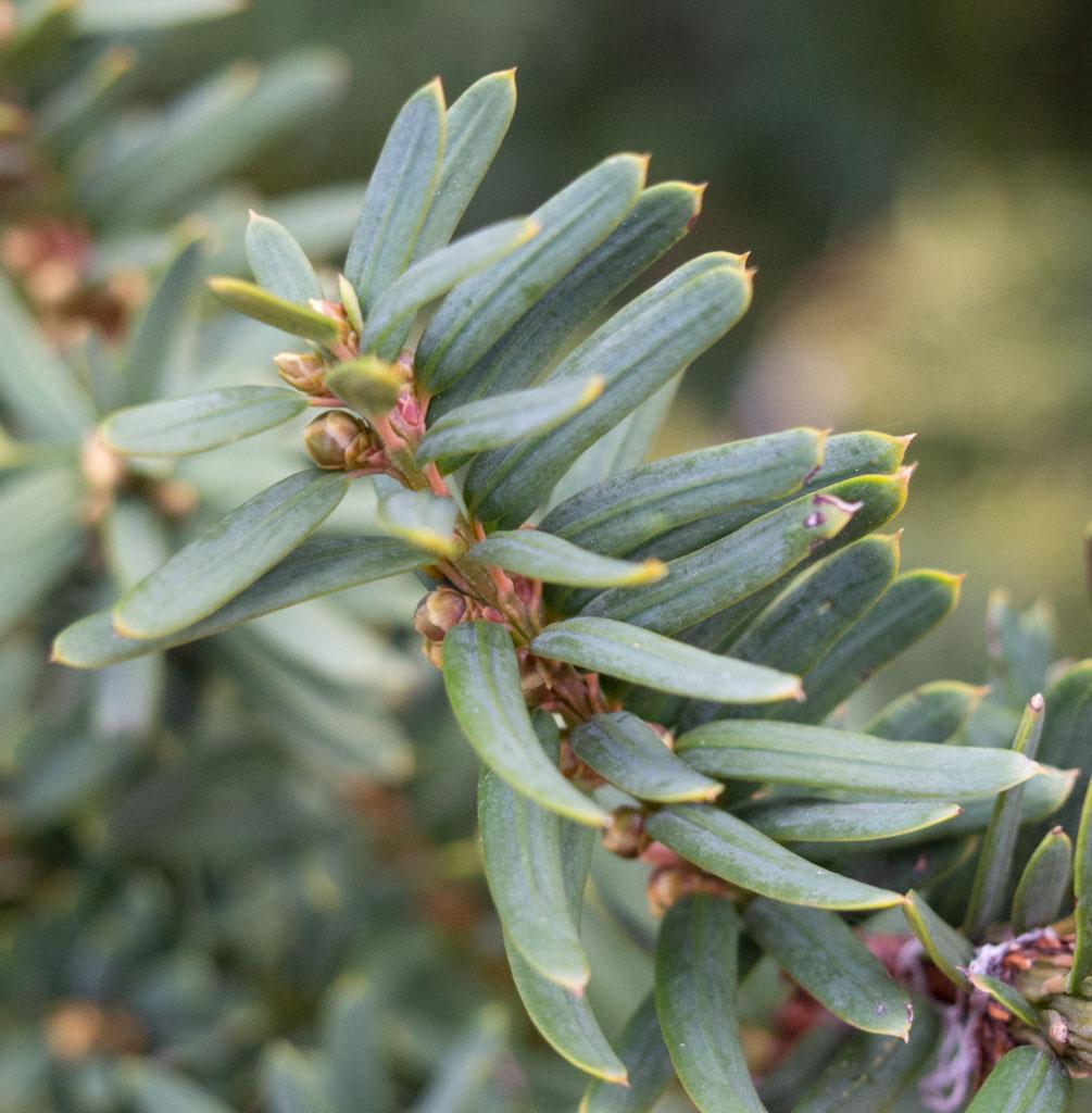 Taxus Cuspidata Globosa - View 8 from www redcrocus com