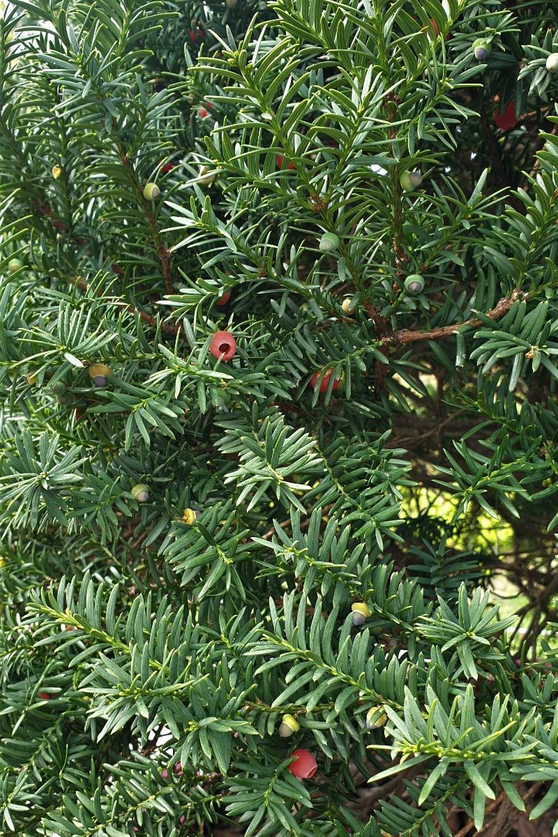 Taxus Cuspidata Globosa - View 9 from www redcrocus com